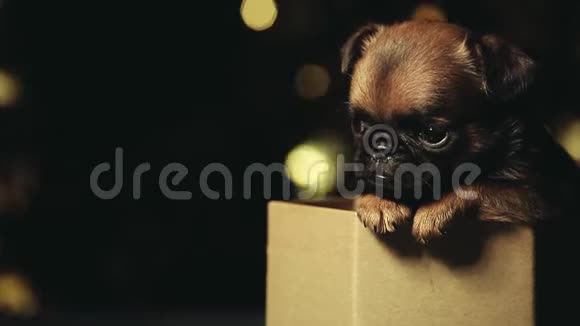 小狗肖像纸盒深色背景高清镜头视频的预览图