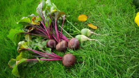 蔬菜在草坪上秋天视频的预览图