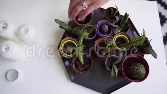 家里的小花盆里的植物一个女人把花放在小托盘上视频的预览图