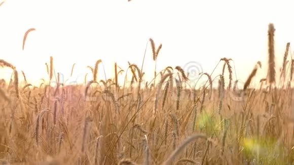 风吹拂成熟的麦穗收割前的麦田农业农业综合企业视频的预览图