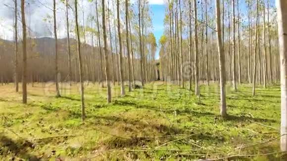 秋天的杨树林中的钻孔镜头视频的预览图