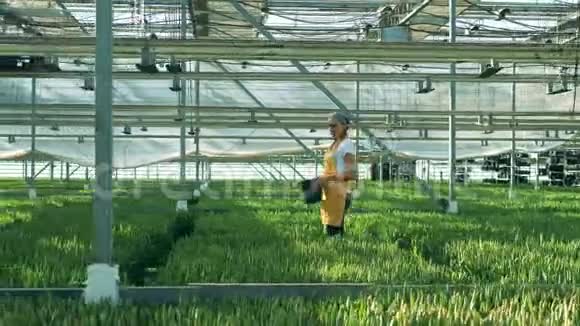 一个园丁走在温室里带着郁金香农业工业花生长在温室里视频的预览图