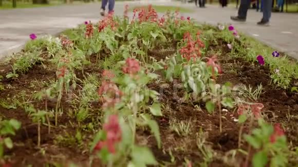 城市公园的花坛上盛开的花朵春天公园绿色草坪上的红花城市设计景观视频的预览图