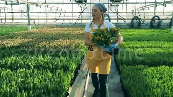 年轻的女人拿着装满郁金香的水桶温室工人花卉苗圃温室视频的预览图