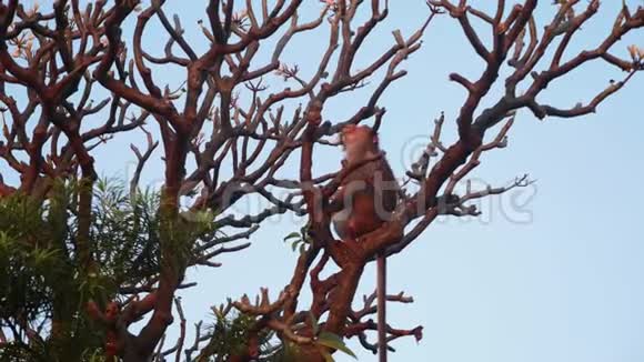 狒狒猴子坐在树上视频的预览图