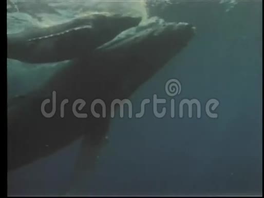 鲸鱼和她的后代游近海面视频的预览图