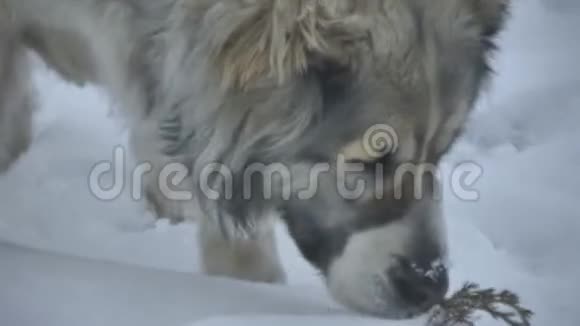 狗在雪地里发现了一根树枝视频的预览图