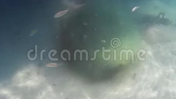 电影效果海洋背景静止热带鱼活动视频的预览图