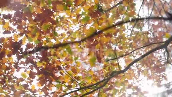树梢的叶子在秋天森林的雾中旋转视频的预览图