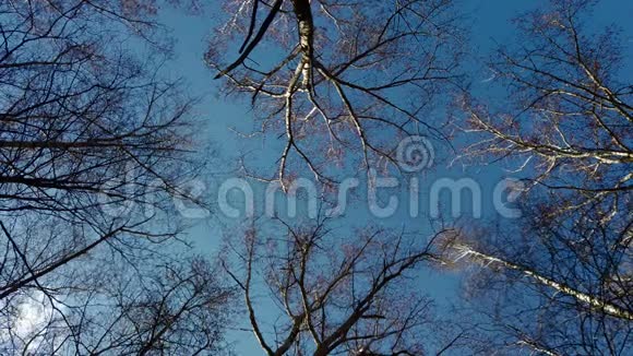 春天的蓝天穿过树林视频的预览图