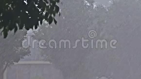 强雷雨伴雨风树在季风降雨视频的预览图