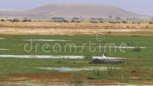 一只母河马和一只小河马在安博塞利的沼泽里觅食视频的预览图