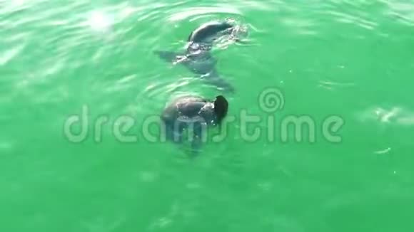 加利福尼亚的海狮在旧金山湾阴暗的绿水中游泳视频的预览图