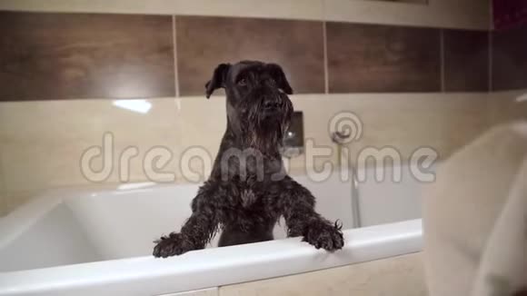 洗澡后用毛巾擦拭黑狗视频的预览图