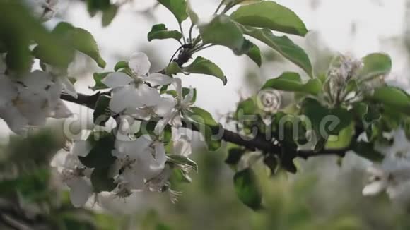 迎着蓝天的苹果树开花枝视频的预览图