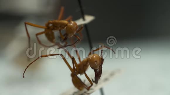 展示两个收割机蚂蚁视频的预览图