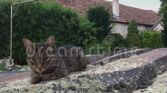 灰色的家猫躺在院子里的石头上视频的预览图