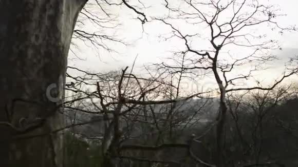 普吉岛夏季山上热带森林风光从山上俯瞰视频的预览图