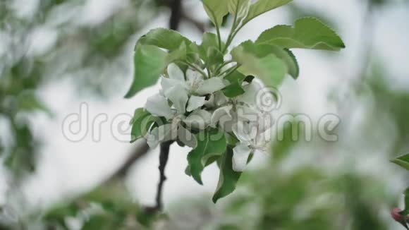 春天的时候苹果树开着一朵朵白色的花在风中飘扬视频的预览图