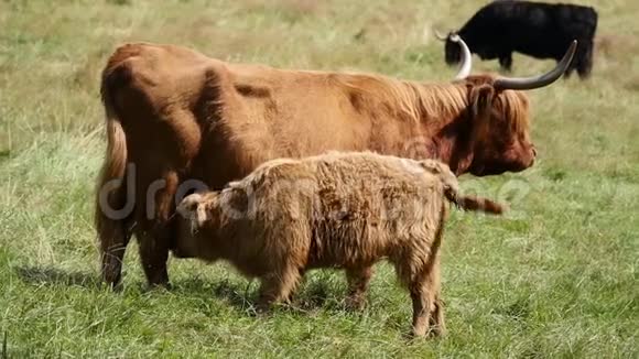 年轻的小牛用高地牛喂食视频的预览图