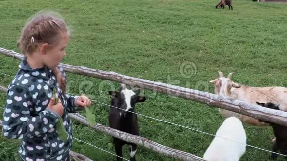 女孩喂山羊视频的预览图