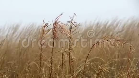 被风吹动的干草和火草植物视频的预览图