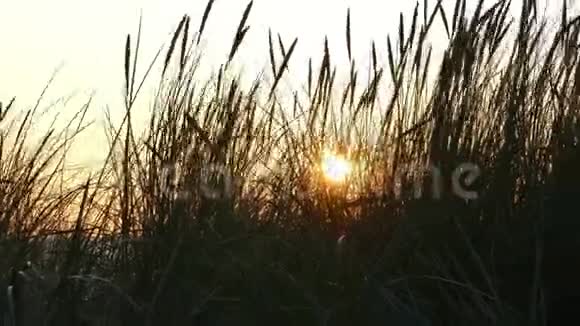 孩子们的腿在沙丘草的日落剪影前奔跑视频的预览图