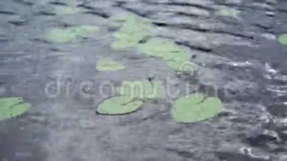 在湖泊或池塘中的尼努法植物睡莲花视频的预览图