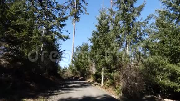 高大松树下面的小径视频的预览图