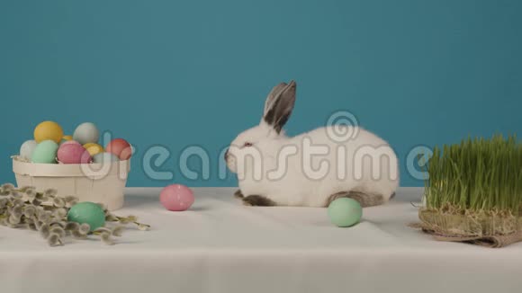 蓝色背景上可爱的小白兔桌上有鸡蛋视频的预览图