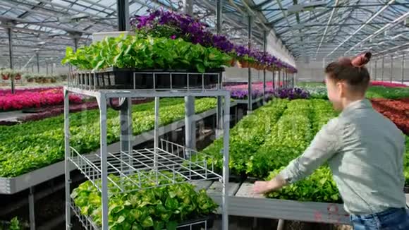 一位年轻的女性农学家或穿着格子衬衫的温室工人拿着一辆装有绿色植物的手推车在托盘中出售视频的预览图