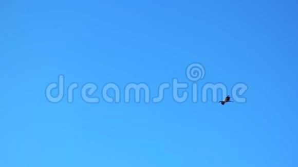 在蓝天上飞鹭视频的预览图