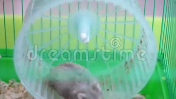 笼子里的仓鼠视频的预览图