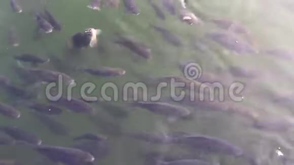热天一群鲫鱼在湖上游泳视频的预览图
