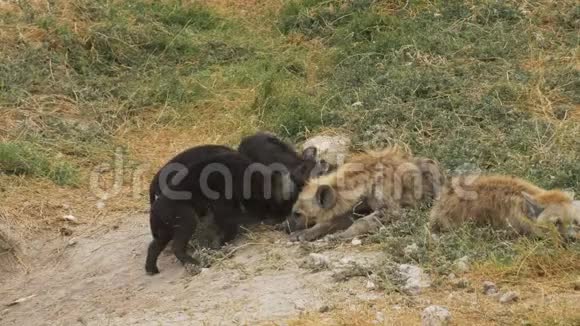 安博塞利有两只小鬣狗幼崽视频的预览图