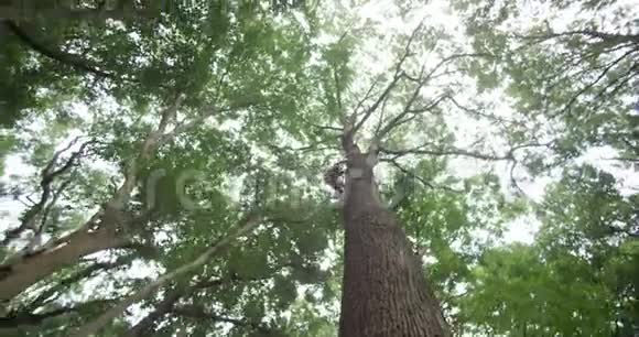 从风林的低角度看年轻英俊的快乐男子爬上一棵树指向天空视频的预览图