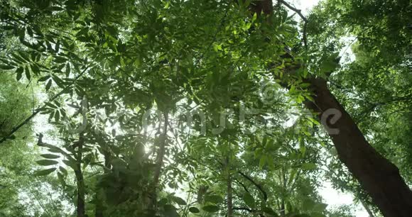 美丽的阳光照亮了一片鲜绿色的桃林视频的预览图