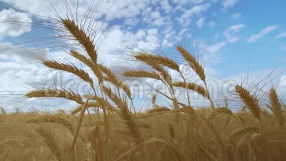 田野麦子对抗蓝天小麦穗粒摇风夏收粮食成熟视频的预览图