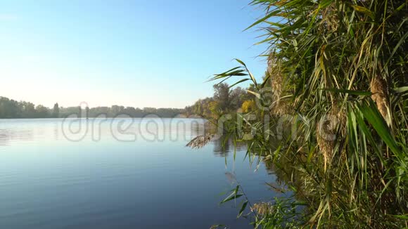 河岸上的日出右侧木墩和河面有芦苇的景观视频的预览图