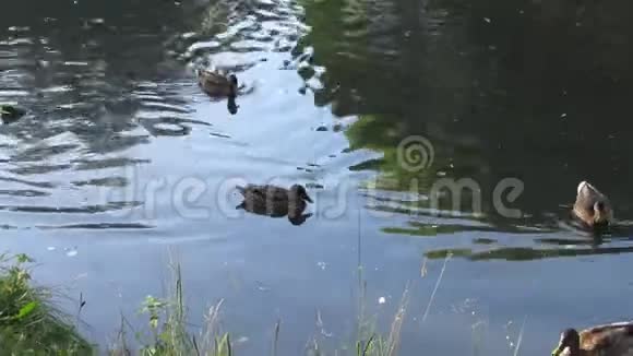 灰鸭和棕鸭正在公园的池塘里游泳视频的预览图