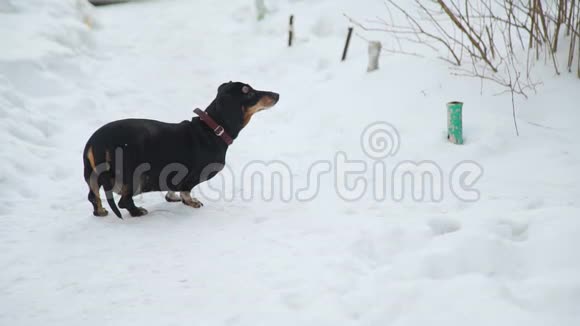 狗沿着雪道走视频的预览图
