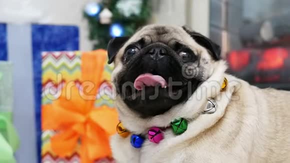 穿着圣诞服装看着镜头转过头的滑稽惊奇小狗的特写肖像视频的预览图