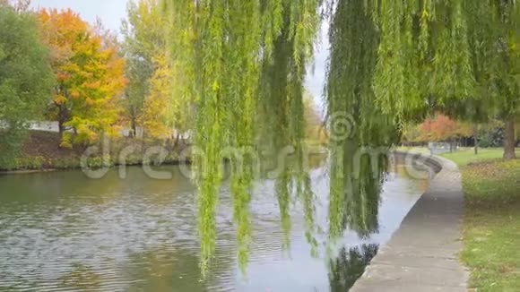 秋天的风景柳树在水面上的枝条视频的预览图