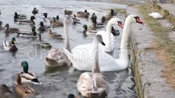 一家天鹅和一群成年的小鸡在码头的一个冰冻湖上觅食城市池塘候鸟过冬视频的预览图