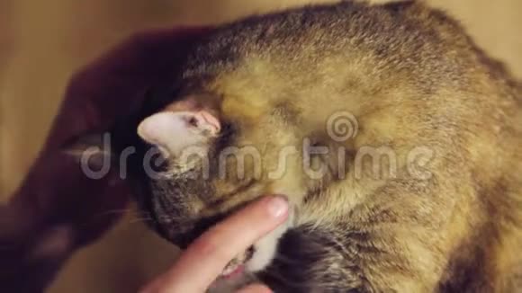 女孩抚摸一只条纹猫亲吻她的脸宠物视频的预览图