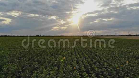 太阳花田上美丽的日落视频的预览图