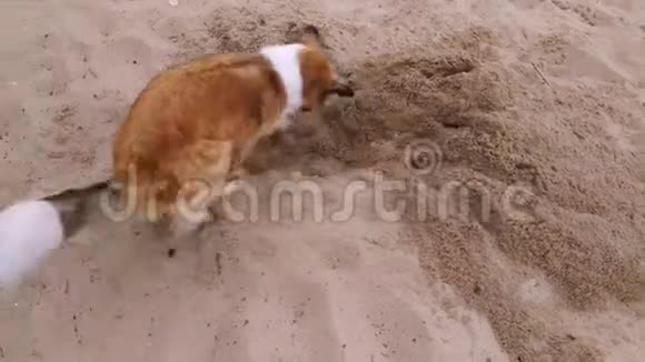 一只可爱的棕色狗在沙滩上玩球视频的预览图