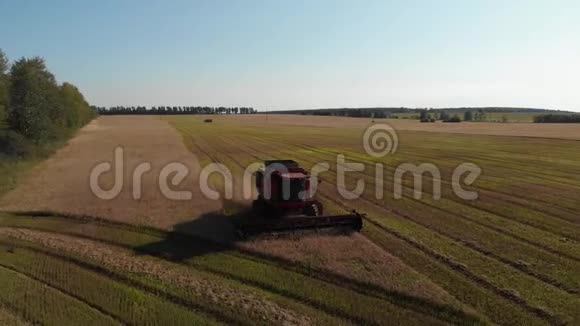 夏季小麦收割工作黑麦收割机联合机器在黄金麦田金麦玉米收获机视频的预览图