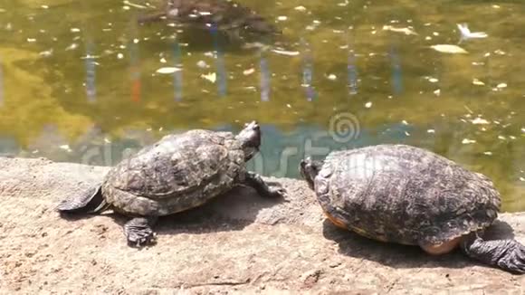 海龟在晒太阳视频的预览图