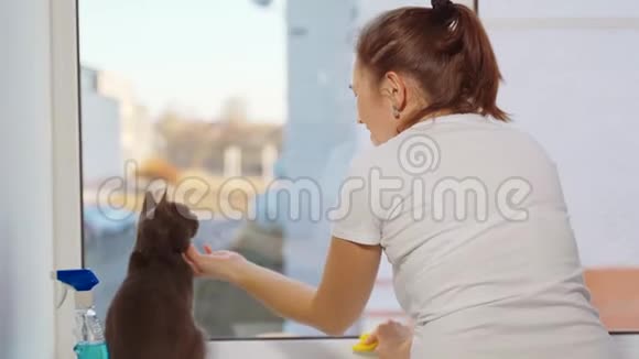 一个穿白色T恤的女人和窗户附近的一只灰色猫视频的预览图